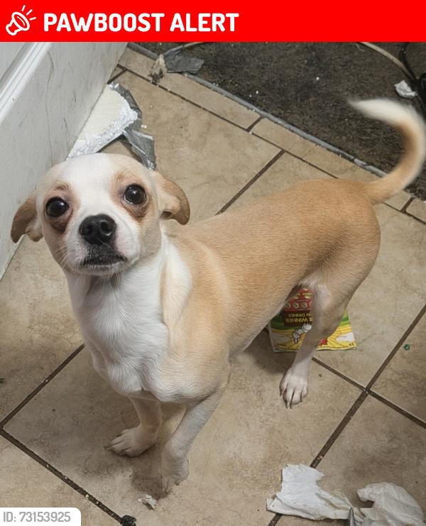 Lost Male Dog last seen Near Sacramento Ave, West Sacramento, CA 95605