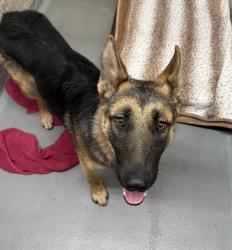 Shelter Stray Female Dog last seen 110th & Halsey, PORTLAND, OR, 97220, 1700 W Historic Columbia River Hwy, Troutdale, OR 97060, USA