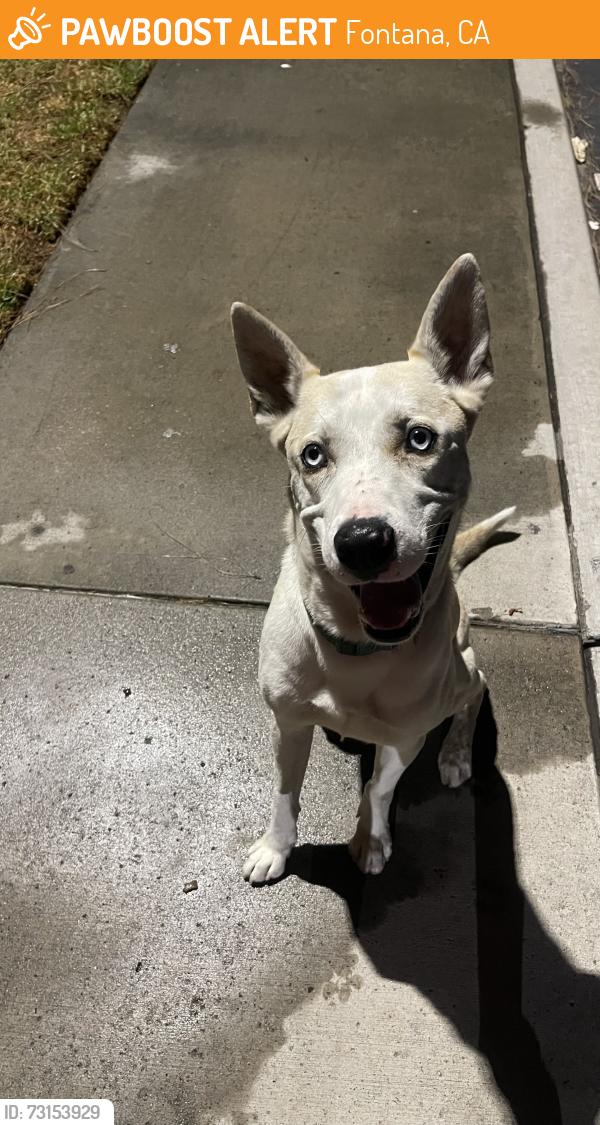 Found/Stray Male Dog last seen Near Village Dr E Fontana, CA 92337 United States, Fontana, CA 92337