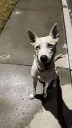 Found/Stray Male Dog last seen Near Village Dr E Fontana, CA 92337 United States, Fontana, CA 92337