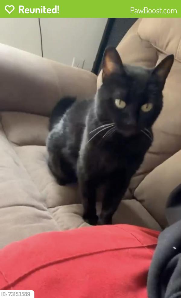 Reunited Female Cat last seen Crescent road, Surrey, BC V4P 2B2