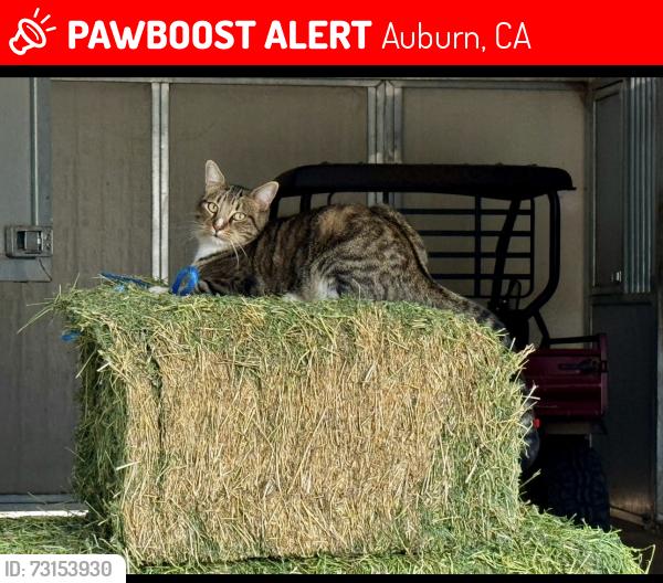 Lost Male Cat last seen Cedar ridge drive off of lone star road. We live close to the top of Mcleroy near Meadow Vista., Auburn, CA 95603