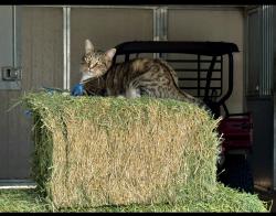 Lost Male Cat last seen Cedar ridge drive off of lone star road. We live close to the top of Mcleroy near Meadow Vista., Auburn, CA 95603