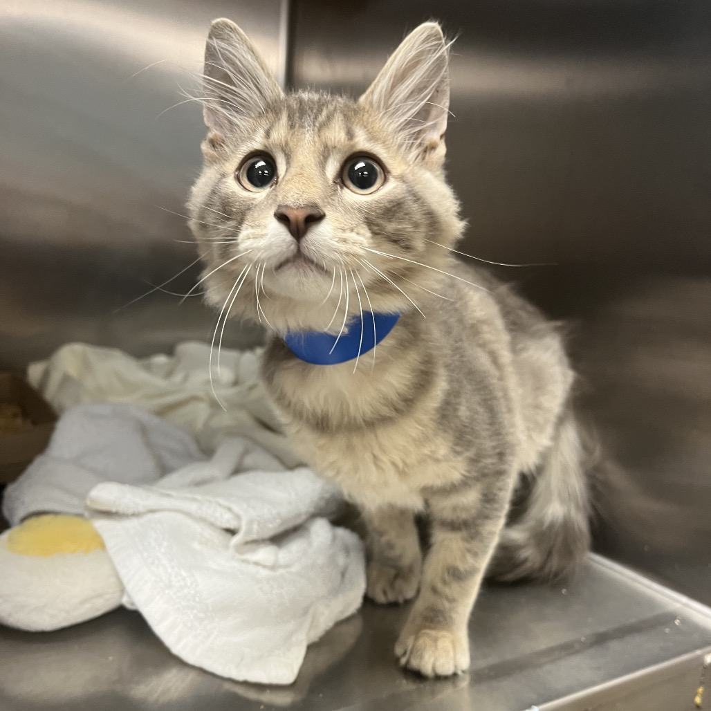Shelter Stray Male Cat last seen , 4500 N Access Rd, Chattanooga, TN 37415, USA
