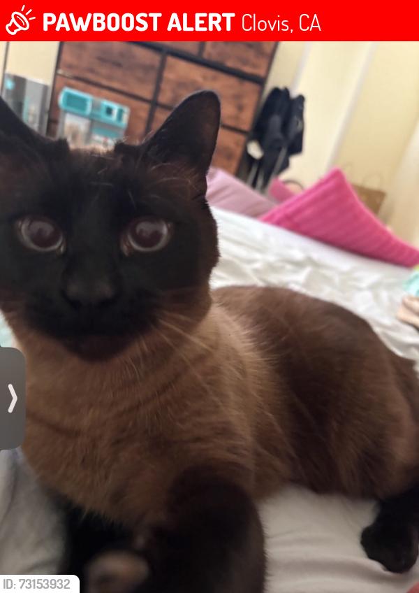 Lost Male Cat last seen willow/ashlan, Clovis, CA 93612