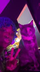 Reunited Female Cat last seen Takomah Trail and East 99th Ave, Tampa, FL 33617