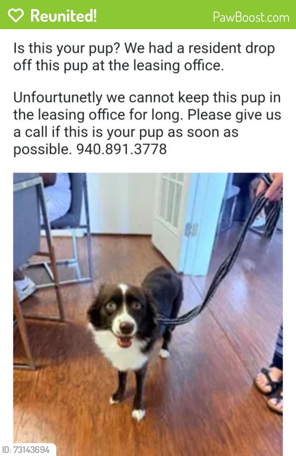 Reunited Female Dog last seen Loop 288 and Colorado, Denton, TX 76210
