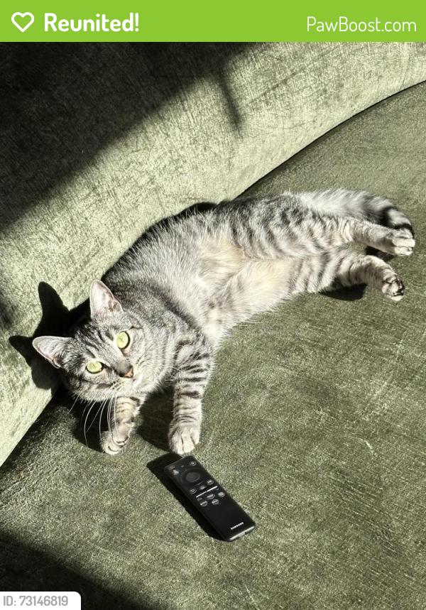 Reunited Male Cat last seen Columbia and 33rd Ave, Seattle, WA 98122
