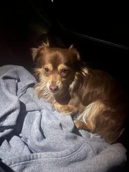 Found/Stray Unknown Dog last seen 50th and Cicero, Chicago, IL 60632