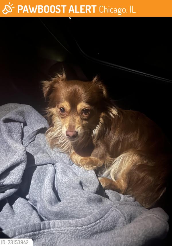 Found/Stray Unknown Dog last seen 50th and Cicero, Chicago, IL 60632