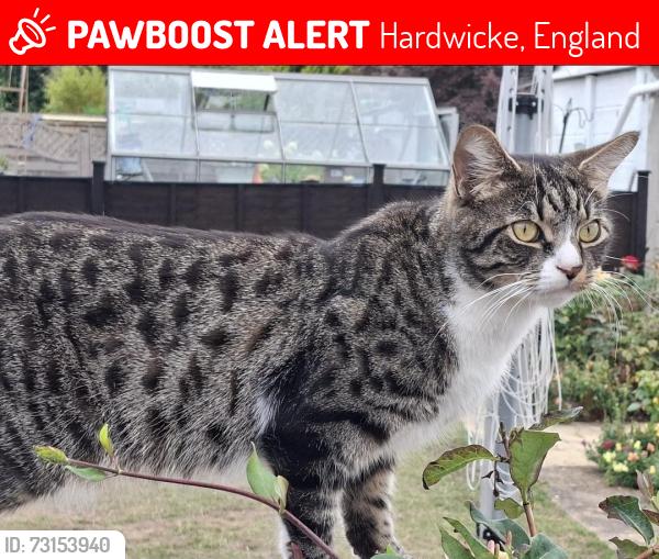 Lost Male Cat last seen Lower Meadow, The green area next to the brooke, Hardwicke, England 