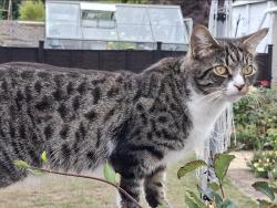 Lost Male Cat last seen Lower Meadow, The green area next to the brooke, Hardwicke, England 