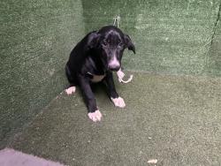 Shelter Stray Male Dog last seen , 5210 W Ave I, Lancaster, CA 93536, USA