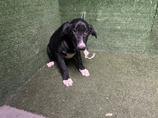 Shelter Stray Male Dog last seen , 5210 W Ave I, Lancaster, CA 93536, USA