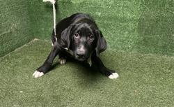 Shelter Stray Female Dog last seen , 5210 W Ave I, Lancaster, CA 93536, USA