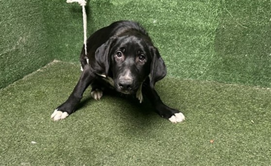 Shelter Stray Female Dog last seen , 5210 W Ave I, Lancaster, CA 93536, USA