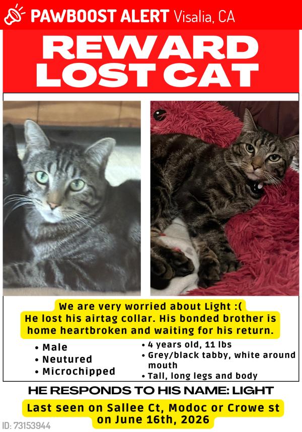 Lost Male Cat last seen N Sallee ct, Crowe, Modoc, Visalia, CA 93291