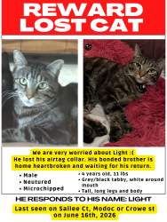 Lost Male Cat last seen N Sallee ct, Crowe, Modoc, Visalia, CA 93291