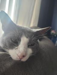 Lost Male Cat last seen Birchwood St, Delavan, WI 53115