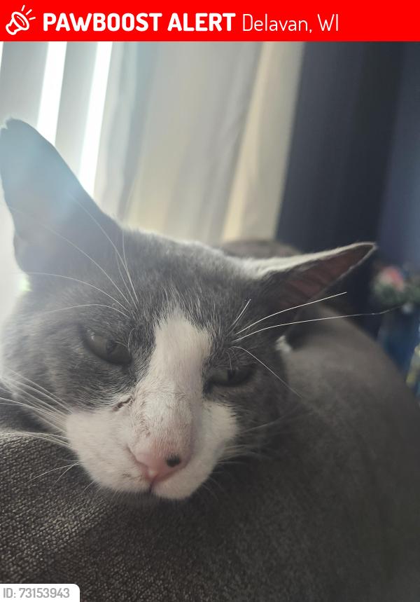 Lost Male Cat last seen Birchwood St, Delavan, WI 53115
