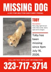 Lost Male Dog last seen He went into an Alley of this street around 2pm, Los Angeles, CA 90001