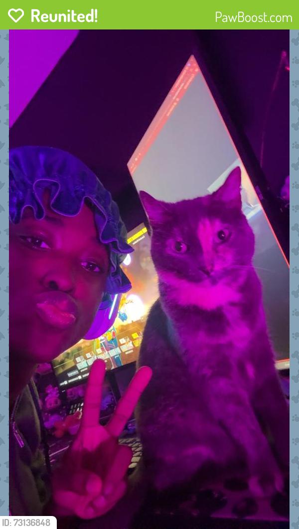 Reunited Female Cat last seen Takomah Trail and East 99th Ave, Tampa, FL 33617