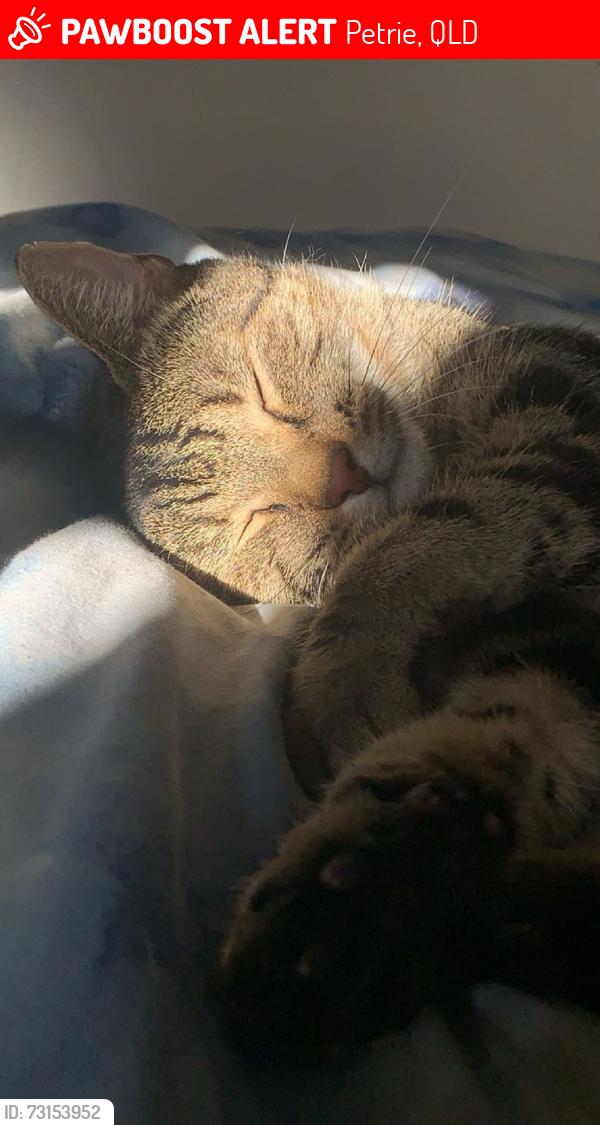 Lost Male Cat last seen frenches road Petrie, Petrie, QLD 4502