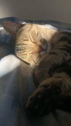 Lost Male Cat last seen frenches road Petrie, Petrie, QLD 4502