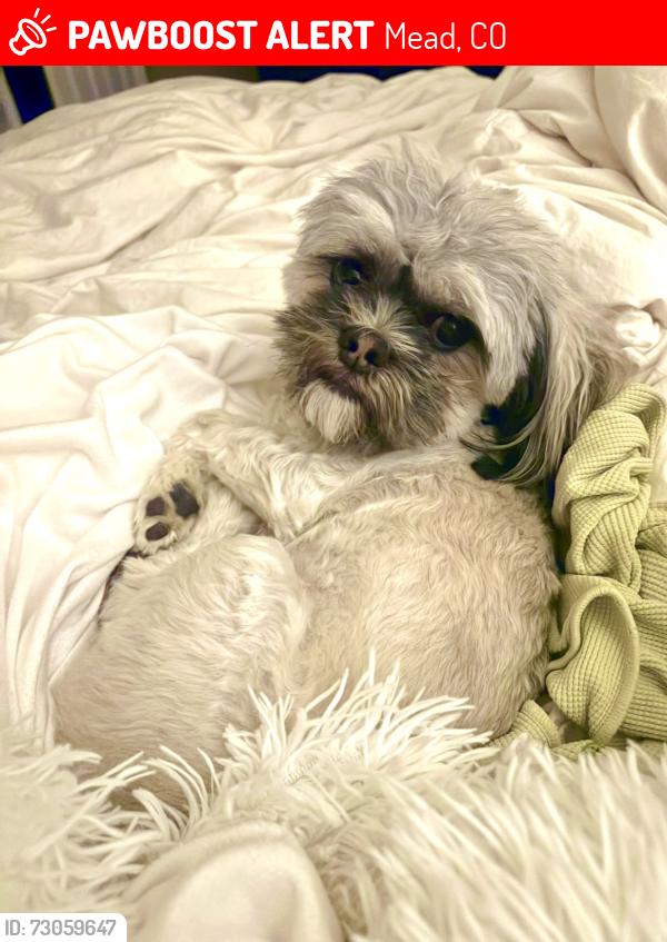 Lost Male Dog last seen Basil and 8th street Mead, Mead, CO 80542