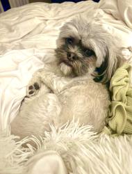 Lost Male Dog last seen Basil and 8th street Mead, Mead, CO 80542