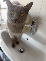 Lost Female Cat last seen Cv120db, Warwickshire, England CV12 0DB