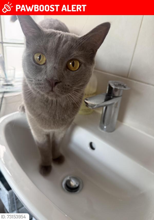 Lost Female Cat last seen Cv120db, Warwickshire, England CV12 0DB