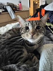 Lost Male Cat last seen Orrong Road, Cohn Street, Kewdale, WA 6105