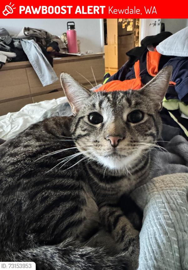 Lost Male Cat last seen Orrong Road, Cohn Street, Kewdale, WA 6105