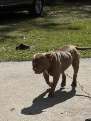 Lost Male Dog last seen Ricker rd part city and rampart, Jacksonville, FL 32244