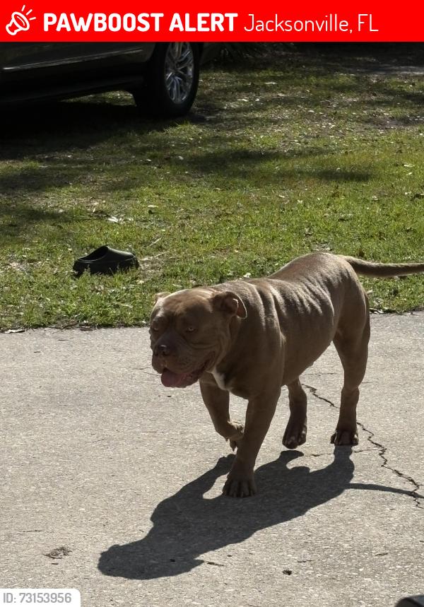 Lost Male Dog last seen Ricker rd part city and rampart, Jacksonville, FL 32244