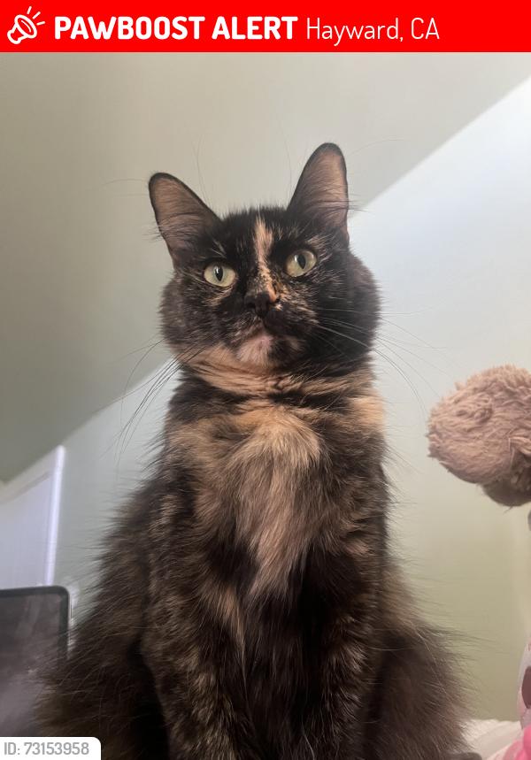 Lost Female Cat last seen B Street, Hayward, CA 94541