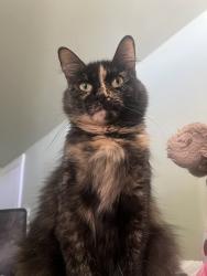 Lost Female Cat last seen B Street, Hayward, CA 94541