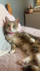 Lost Female Cat last seen Brookside, Telford and Wrekin, England TF3 1AD