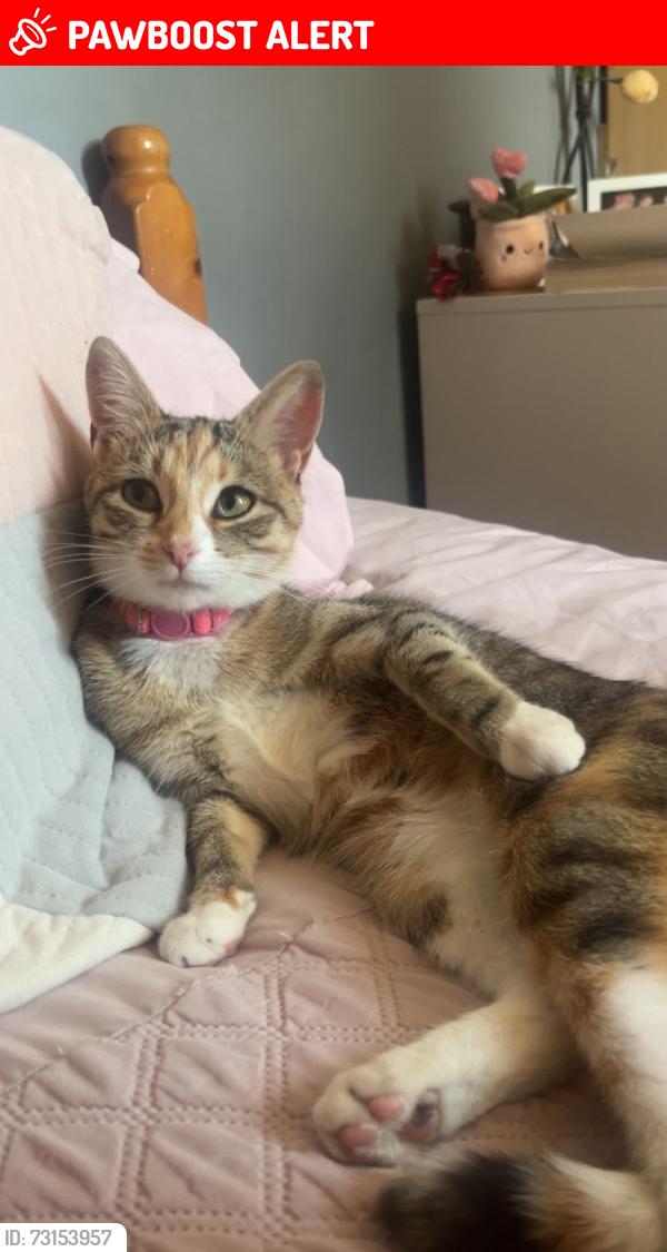 Lost Female Cat last seen Brookside, Telford and Wrekin, England TF3 1AD