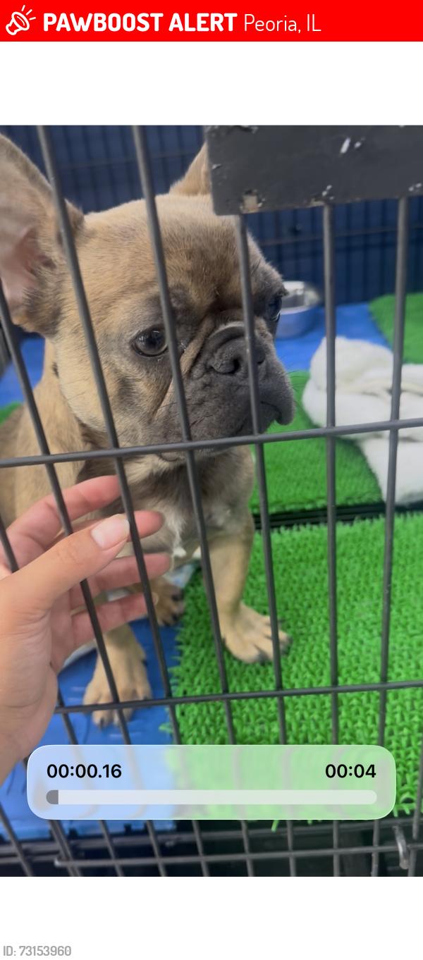 Lost Male Dog last seen Bigelow peoria, Peoria, IL 61603