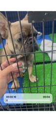 Lost Male Dog last seen Bigelow peoria, Peoria, IL 61603