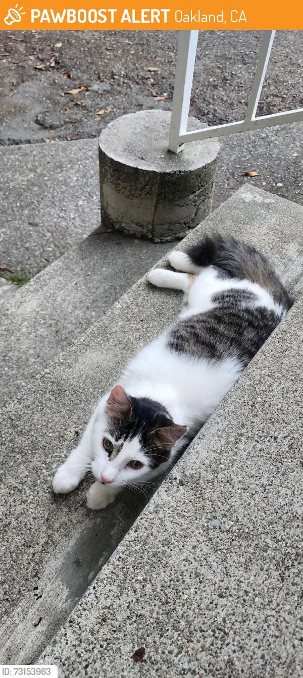 Found/Stray Unknown Cat last seen Broadway & 45th St., Oakland, CA 94609