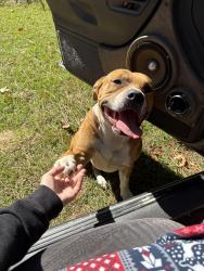 Lost Male Dog last seen By the water tower & sandpit off 24/27. Claude White rd, Claude White Rd, NC 28326