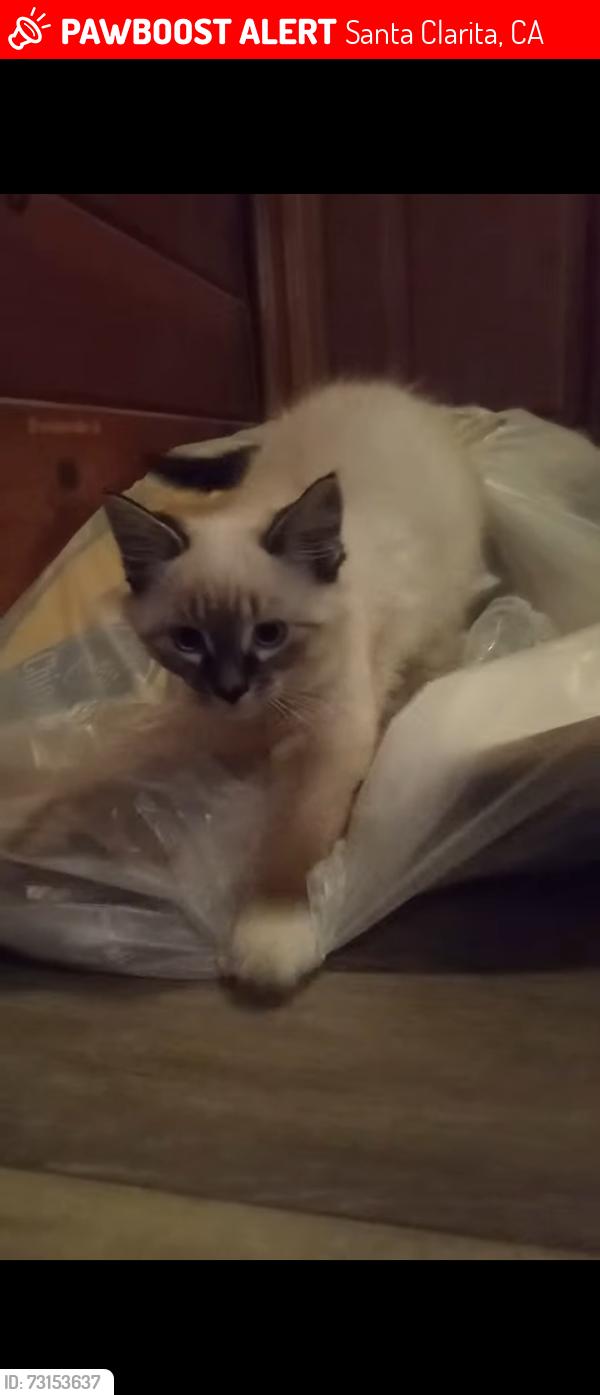 Lost Male Cat last seen Sierra/sand cyn, Santa Clarita, CA 91390
