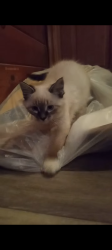 Lost Male Cat last seen Sierra/sand cyn, Santa Clarita, CA 91390