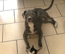 Lost Female Dog last seen Near n 67th ave the falls apmts, Glendale, AZ 85301