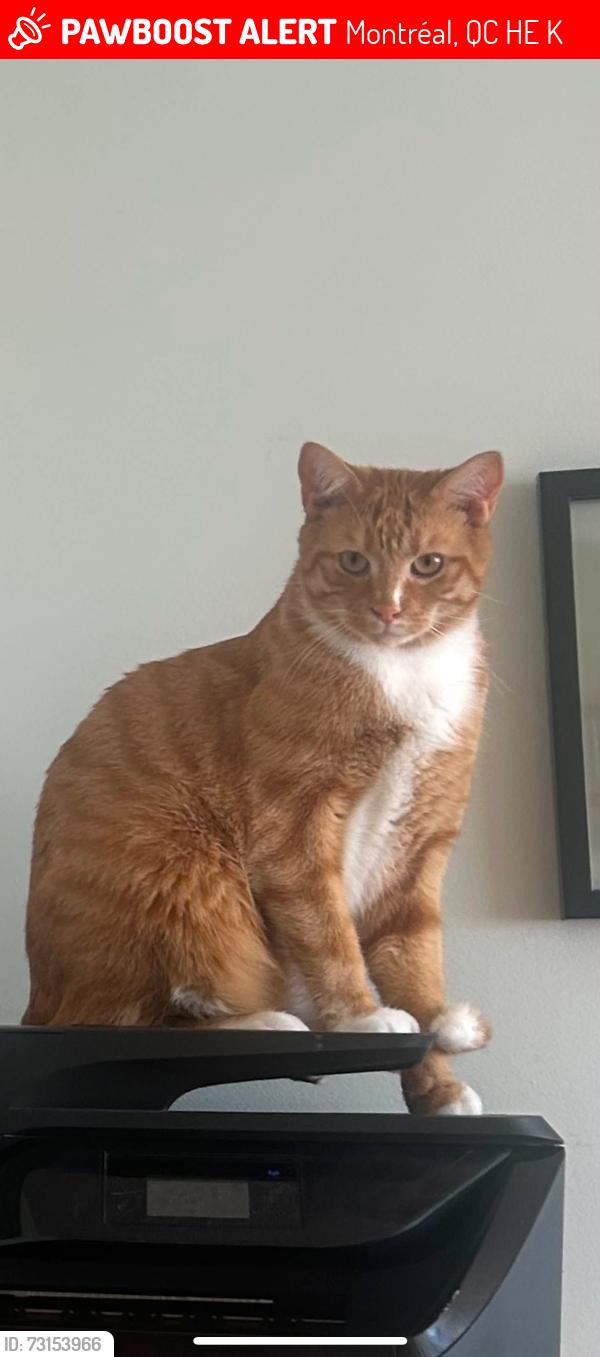 Lost Male Cat last seen Rue Corot / Blvd de l'île des soeurs, Montréal, QC H3E 1K9