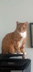 Lost Male Cat last seen Rue Corot / Blvd de l'île des soeurs, Montréal, QC H3E 1K9