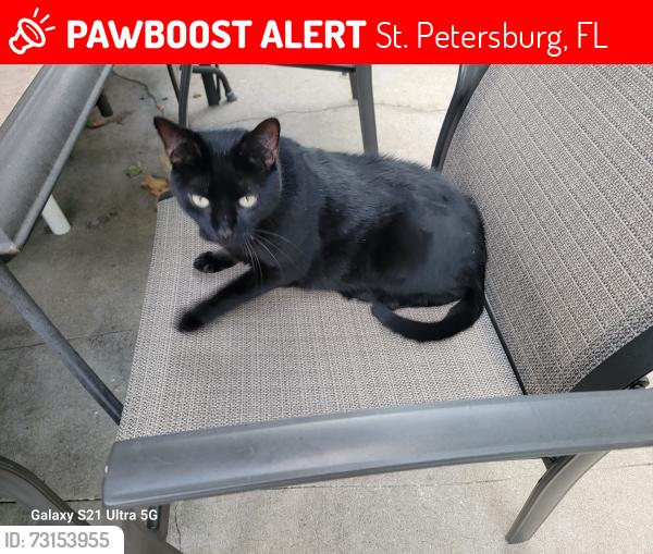 Lost Male Cat last seen 8th Ave 61st St, St. Petersburg, FL 33710